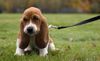 Thumbnail image 1 of Basset Hound dog breed