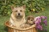 Thumbnail image 3 of Norwich Terrier dog breed