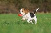 Thumbnail image 2 of Beagle dog breed