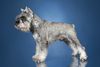 Thumbnail image 0 of Standard Schnauzer dog breed