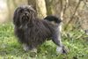 Thumbnail image 4 of Lowchen dog breed