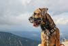 Thumbnail image 0 of Border Terrier dog breed