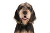 Thumbnail image 0 of Otterhound dog breed