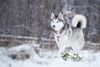 Thumbnail image 1 of Siberian Husky dog breed