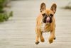 Thumbnail image 1 of French Bulldog dog breed