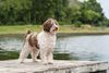 Thumbnail image 4 of Spanish Water Dog dog breed