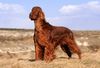 Thumbnail image 1 of Irish Setter dog breed