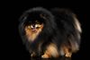 Thumbnail image 0 of Pomeranian dog breed