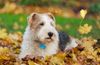 Thumbnail image 2 of Wire Hair Fox Terrier dog breed