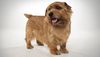 Thumbnail image 2 of Norfolk Terrier dog breed
