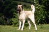 Thumbnail image 0 of Anatolian Shepherd Dog dog breed
