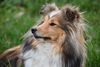 Thumbnail image 0 of Shetland Sheepdog dog breed