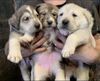 Thumbnail image 2 of Central Asian Shepherd Dog dog breed