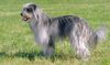 Thumbnail image 1 of Pyrenean Shepherd dog breed