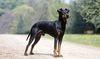 Thumbnail image 2 of Manchester Terrier dog breed