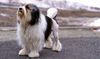 Thumbnail image 1 of Lowchen dog breed