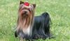 Thumbnail image 2 of Yorkshire Terrier dog breed