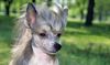 Thumbnail image 0 of Chinese Crested dog breed