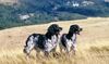 Thumbnail image 1 of Large Munsterlander dog breed