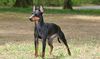 Thumbnail image 1 of Manchester Terrier dog breed