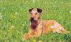 Thumbnail image 1 of Irish Terrier dog breed