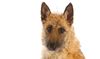Thumbnail image 1 of Belgian Laekenois dog breed
