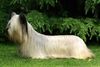 Thumbnail image 0 of Skye Terrier dog breed