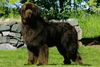 Thumbnail image 1 of Newfoundland dog breed