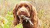Thumbnail image 2 of Sussex Spaniel dog breed