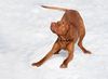 Thumbnail image 0 of Vizsla dog breed