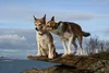 Thumbnail image 0 of Norwegian Lundehund dog breed