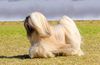 Thumbnail image 1 of Lhasa Apso dog breed