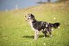Thumbnail image 2 of Pyrenean Shepherd dog breed