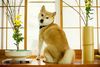 Thumbnail image 2 of Shiba Inu dog breed