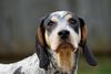 Thumbnail image 0 of Bluetick Coonhound dog breed