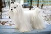 Thumbnail image 1 of Maltese dog breed