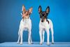 Thumbnail image 0 of Toy Fox Terrier dog breed