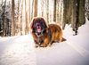 Thumbnail image 0 of Leonberger dog breed
