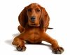 Thumbnail image 1 of Redbone Coonhound dog breed