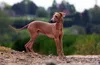 Thumbnail image 0 of Italian Greyhound dog breed