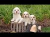 Thumbnail image 0 of Clumber Spaniel dog breed