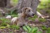 Thumbnail image 1 of Blue Lacy dog breed