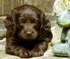 Thumbnail image 2 of Boykin Spaniel dog breed