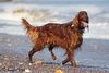 Thumbnail image 0 of Irish Setter dog breed