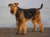 Thumbnail image 1 of Airedale Terrier dog breed