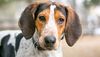 Thumbnail image 1 of American English Coonhound dog breed