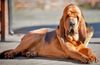 Thumbnail image 2 of Bloodhound dog breed