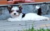 Thumbnail image 3 of Biewer Terrier dog breed