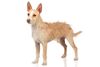 Thumbnail image 0 of Portuguese Podengo dog breed