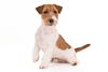 Thumbnail image 0 of Jack Russell Terrier dog breed